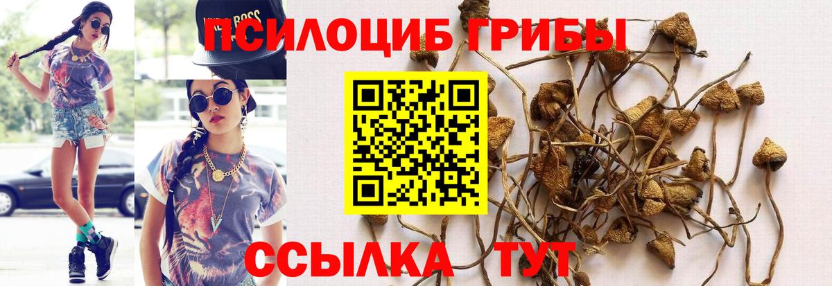 где продают наркотики  Галлюциногенные грибы мухоморы  Рассказово  Вход с VPN  Галлюциногенные грибы Cubensis 
